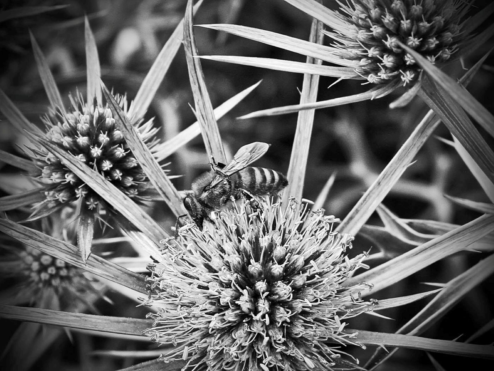 Foraging Bee - Brian Moyse